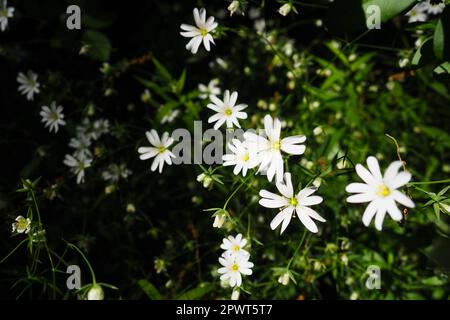 Starflower Stellaria est un genre de plantes à fleurs de la famille des Carnation. Usine de fabrication de maisons en bois. Fleurs blanches dans la forêt. Fruska Gora, Serbie. beaut Banque D'Images