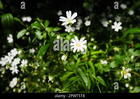 Starflower Stellaria est un genre de plantes à fleurs de la famille des Carnation. Usine de fabrication de maisons en bois. Fleurs blanches dans la forêt. Fruska Gora, Serbie. beaut Banque D'Images