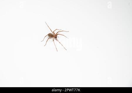 Araignée de maison commune dans la baignoire Banque D'Images