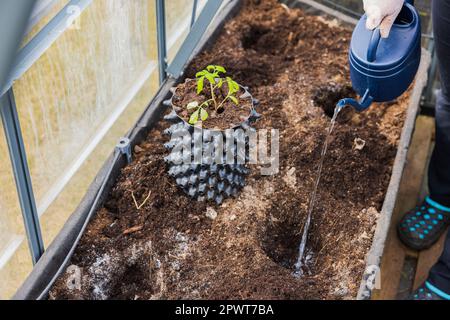Vue de l'homme en serre arrosant approfondissement dans le lit de jardin avant de planter la plante de tomate. Suède. Banque D'Images