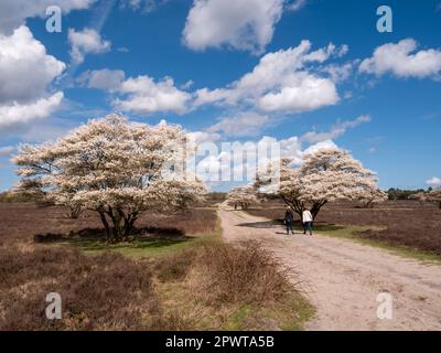 Personnes marchant sur le sentier et arbres de mespilus, enneigés et fleuris, Amelanchier lamarkii, dans la réserve naturelle de Zuiderheide, Hollande-Nord, pays-Bas Banque D'Images