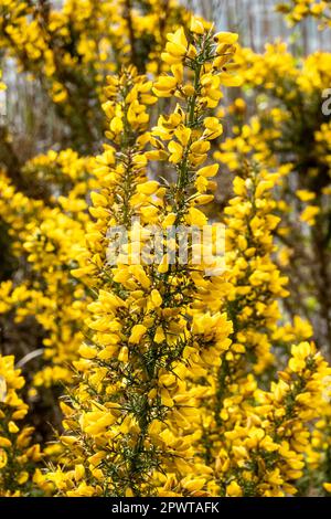 Gorge commune, Ulex europaeus, gros plan de l'arbuste épineux en fleur avec des fleurs jaunes au printemps, pays-Bas Banque D'Images