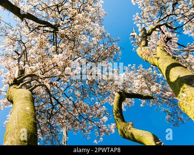 Myrtille ou mespilus neigeux, Amelanchier lamarkii, troncs d'arbre avec fleurs au printemps contre ciel bleu clair, pays-Bas Banque D'Images