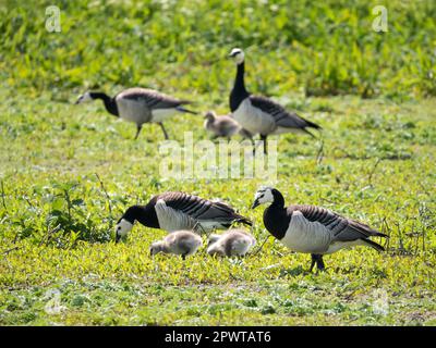 Bernaches de Barnacle, Branta leucopsis, adultes avec des Gosslings qui broutage dans l'herbe, pays-Bas Banque D'Images