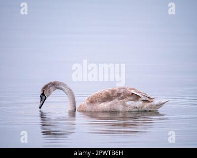 Mute Swan, Cygnus olor, jeune cygnet avec bec gris et buff coloré en bas, natation et eau potable, pays-Bas Banque D'Images