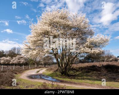 Myrtille ou mespilus neigeux, Amelanchier lamarkii, avec fleurs blanches et sentier avec des flaques après la pluie dans la réserve naturelle de Zuiderheide Netherla Banque D'Images