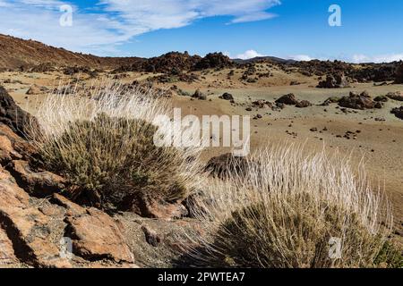 Minas de San Jose, avec des arbustes en premier plan, montagne Teide, île canari de Ténérife, Espagne Banque D'Images