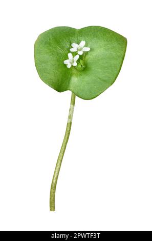 Springbeaute - Claytonia perfoliata Banque D'Images