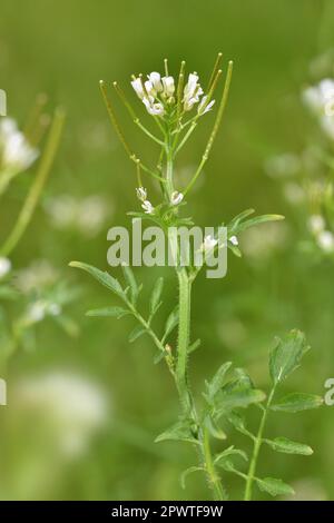 Cresson amer ondulé - Cardamine flexuosa Banque D'Images