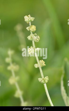 Mercury de chien - Mercurialis perennis Banque D'Images