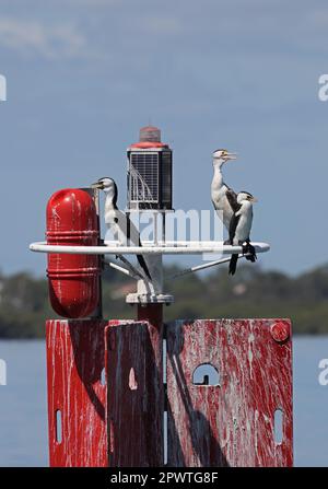 Les adultes de Pálacrocorax varius hypoleucos et de Little Pied Cormorant (Microcarbo melanolucos) perchés sur un poste de repère dans le canal de navigation M Banque D'Images