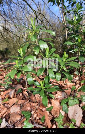 Spup-laurel - Daphne laureola Banque D'Images