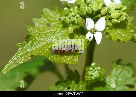 Gros plan l'aéroglisseur femelle Melangyna cincta synonyme Fagisyrphus cinctus, famille des Syrphidae. Sur une feuille de moutarde à l'ail (Alliaria petiolata). Ressort, Banque D'Images