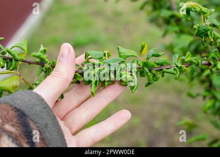 un jardinier examine une branche malade d'un arbre fruitier avec des feuilles tordues. Soins du jardin, pulvérisation contre les ravageurs et les maladies. Banque D'Images