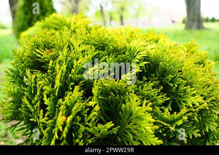 Le thuja cisaillé sur la pelouse. Façonner la couronne de thuja. Jardin et parc. Floriculture et horticulture. Aménagement paysager des zones urbaines et rurales. Jaune-gr Banque D'Images