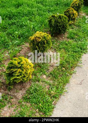 Le thuja cisaillé sur la pelouse. Façonner la couronne de thuja. Jardin et parc. Floriculture et horticulture. Aménagement paysager des zones urbaines et rurales. Jaune-gr Banque D'Images