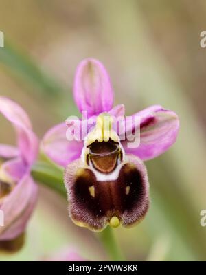 Orchidée de tenthrède Banque D'Images