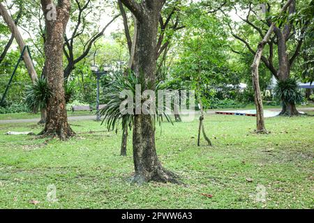 Plantes épiphytiques poussant sur des arbres phorophytiques, un parc de la ville de Bangkok, Thaïlande. Banque D'Images