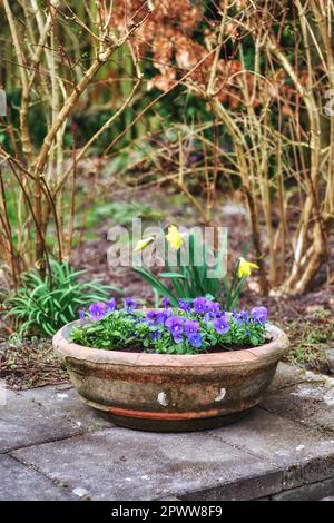 Les fleurs de Pansy poussent dans un vase dans un jardin d'arrière-cour en été. Gros plan de pansies sauvages dans un bateau ou un pot dans une cour pour la décoration et le colo Banque D'Images