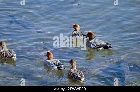 Les wigeons eurasiens Mareca penelope et les carpes eurasiennes Cyprinus carpio sous l'eau. Lac Yamanako. Yamanakakakako. Préfecture de Yamanashi. Hinshu. Japon. Banque D'Images