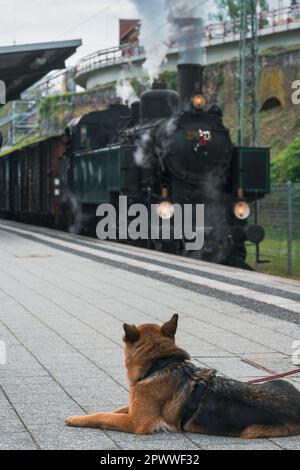 Neustadt an der Weinstrasse, Allemagne. 1st mai 2023. Berger allemand observant une locomotive de tabac pour la toute première fois. La ligne a été construite en 1909 pour soutenir l'industrie forestière et améliorée dans les années suivantes pour les transports publics. Il a été utilisé par les sections locales pour voyager jusqu'en 1960 et est resté opérationnel à des fins industrielles jusqu'en 1977. Il a été rouvert en 1984 comme ligne de musée pour les transports publics. La route mène de Neustadt an der Weinstrasse à travers la forêt palatine jusqu'à Elmstein. Crédit: Gustav Zygmund/Alay Banque D'Images