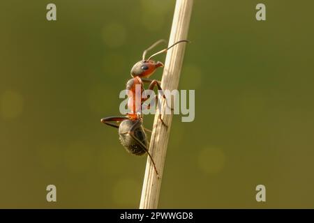 Un fourmi monte et descend une lame d'herbe à côté d'un aneth. Banque D'Images