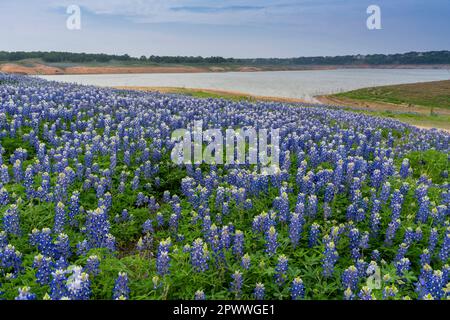 Bluebonnet (Lupins) dans le terrain de loisirs de Muleshoe Bend, Spicewood, Texas, avec le lac Travis éloigné. Banque D'Images