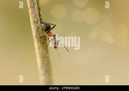 Un fourmi monte et descend une lame d'herbe à côté d'un aneth. Banque D'Images