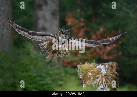 Un grand hibou d'aigle atterrit sur une souche d'arbre dans la forêt. Banque D'Images