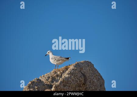 Mouette solitaire luttant pour trouver de la nourriture en raison des effets du changement climatique et de la montée du niveau de la mer. Paysage sauvage avec un oiseau sur un rocher ou un groupe de rock Banque D'Images