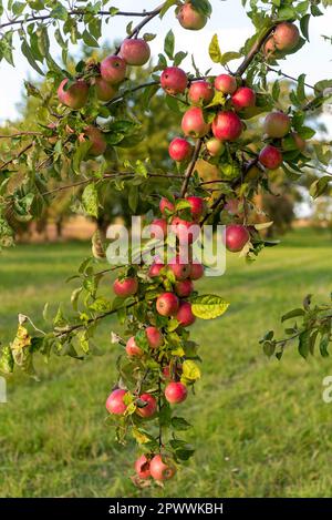 Pommes mûres rouges accrochées à la branche d'un pommier au soleil Banque D'Images