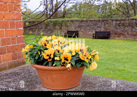 Idée de décoration de jardin - beau jardin anglais au printemps Banque D'Images