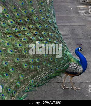 Peacock dans le jardin Banque D'Images