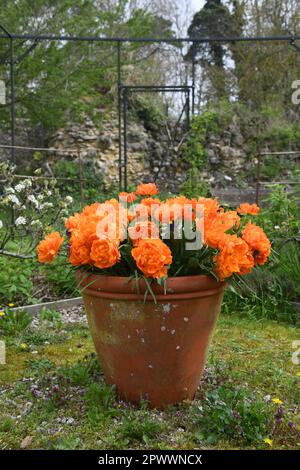 Tulipes oranges dans un grand pot en terre cuite Banque D'Images