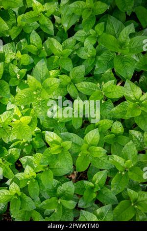 Mercurialis perennis, le mercure du chien, pousse dans le bois. Masse de plantes boisées en fleur au printemps britannique, dans la famille Euphorbiaceae Banque D'Images