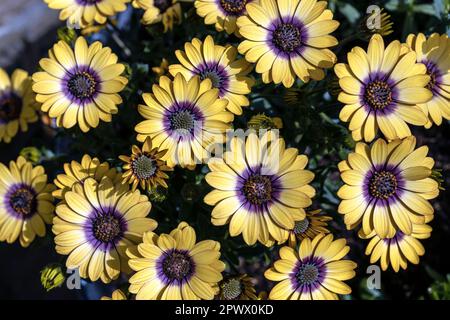 Fleurs d'ostéospermum jaunes en pleine floraison Banque D'Images