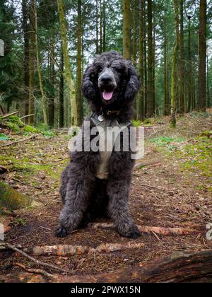 Chiot Puddle standard (9 mois) dans une forêt, Dorset, Royaume-Uni Banque D'Images