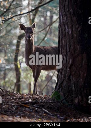 Cerf de Sika sauvage dans la forêt Dorset, Royaume-Uni Banque D'Images