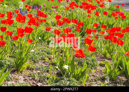 Tulipes rouges et fleurs violettes sur un tapis vert en plein soleil. Ressort. Jour. Banque D'Images