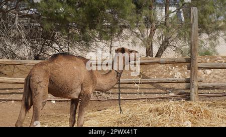 Un jeune dromadaire, Camelus dromedarius, également appelé chameau arabe, chameau à une bosse Banque D'Images