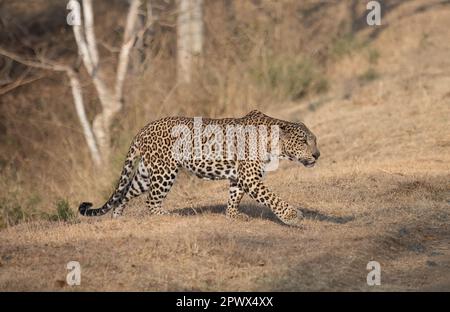 Un léopard mâle (pantera pardus) sur le promin dans l'un des parcs nationaux de l'Inde Banque D'Images