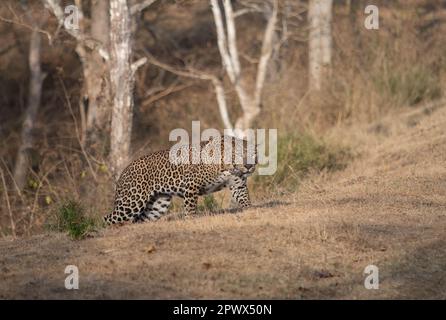 Un léopard mâle (pantera pardus) sur le promin dans l'un des parcs nationaux de l'Inde Banque D'Images