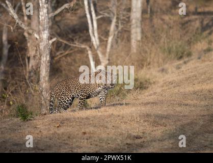 Un léopard mâle (pantera pardus) sur le promin dans l'un des parcs nationaux de l'Inde Banque D'Images