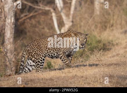 Un léopard mâle (pantera pardus) sur le promin dans l'un des parcs nationaux de l'Inde Banque D'Images