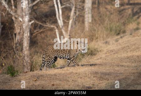 Un léopard mâle (pantera pardus) sur le promin dans l'un des parcs nationaux de l'Inde Banque D'Images