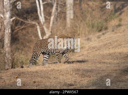 Un léopard mâle (pantera pardus) sur le promin dans l'un des parcs nationaux de l'Inde Banque D'Images