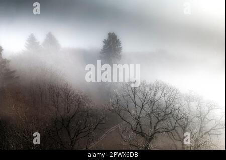 Forêt mystique mixte ou naturelle en hiver sans neige, imprégnée de brouillard Banque D'Images