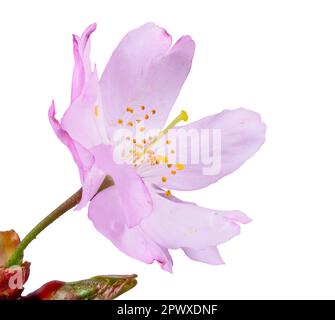 Une macro de fleur de cerisier rose isolé Banque D'Images