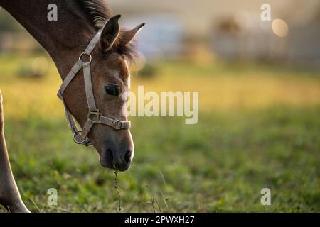 Poulain de cheval arabe brun foncé qui broutage sur l'herbe verte, gros plan sur la tête. Banque D'Images