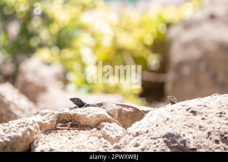 West Canaries Lizard (gallotia galloti) sur un rocher, Ténérife, îles Canaries (avril 2023) Banque D'Images